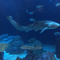 6/3/2015 tarihinde Alexandre W.ziyaretçi tarafından Shedd Aquarium'de çekilen fotoğraf