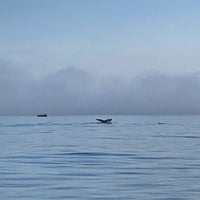 10/19/2018 tarihinde Craig P.ziyaretçi tarafından Eagle Wing Whale &amp;amp; Wildlife Watching Tours'de çekilen fotoğraf