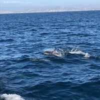 Photo taken at Capt. Dave&amp;#39;s Dana Point Dolphin &amp;amp; Whale Watching Safari by Craig P. on 10/9/2018