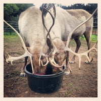 Photo taken at Reindeer Exhibit by Livia E. on 11/27/2012