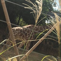 Photo taken at Giraffe Exhibit by Elvyra M. on 9/26/2019