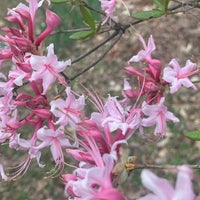 3/22/2024 tarihinde Elvyra M.ziyaretçi tarafından Atlanta Botanical Garden'de çekilen fotoğraf