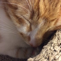 猫まるカフェ Tea Room In 錦糸町 猫まるカフェ Tea Room In 錦糸町