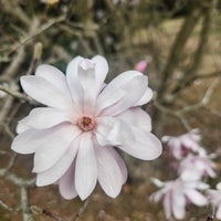 3/3/2024にAlyssa W.がMemphis Botanic Gardenで撮った写真