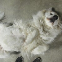 pampered pet services resort and spa