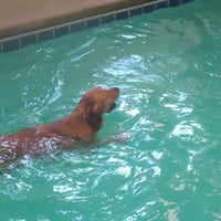 pampered pet services resort and spa