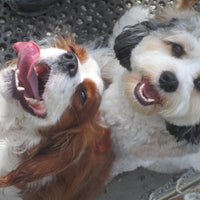 Pampered Pet Services Resort Spa East Dundee IL