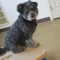 pampered pet services resort and spa