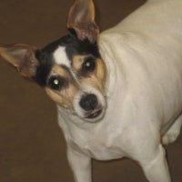 pampered pet services resort and spa