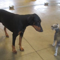 pampered pet services resort and spa