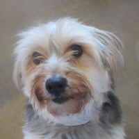 pampered pet services resort and spa