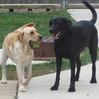 pampered pet services resort and spa