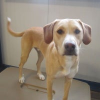 pampered pet services resort and spa