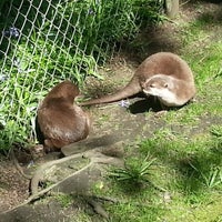 The Chestnut Centre Otter, Owl & Wildlife Park (Now Closed) - Farm