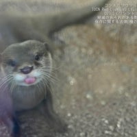 Das Foto wurde bei Enoshima Aquarium von Parus m. am 4/9/2024 aufgenommen