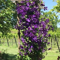Photo taken at Red Fox Winery &amp;amp; Vineyards by Amethyst A. on 6/8/2019