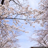 Photo taken at Yanaka Cemetery by まるちやん on 4/7/2024