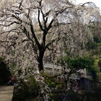 市川家のしだれ桜 仁淀川町別枝