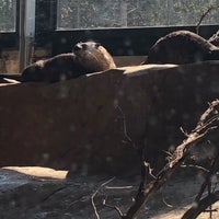 grizzly discovery