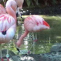 Photo taken at Flamingo Exhibit by Gino D. on 3/23/2013