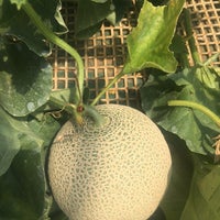 フォレストパーク メロンの森 1 Tip From 94 Visitors