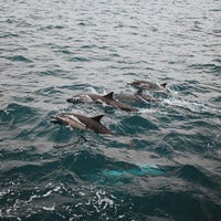 Foto scattata a San Diego Whale Watch da Alex S. il 10/15/2022