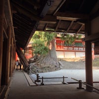 Review Honsha Usugi (Millenary cedar)