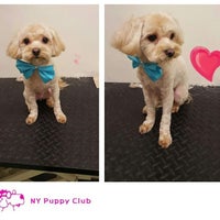 Photo taken at NY Puppy Club by NY Puppy Club on 2/8/2016