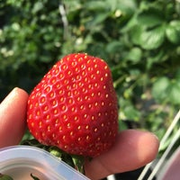 相葉いちご園 1 Tip 相葉いちご園 1 Tip