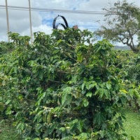 Photo taken at Kauai Coffee Plantation by Mark on 4/12/2024
