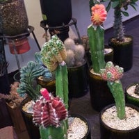 裏庭植物店 5 Visitors