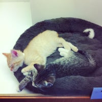 the pet center lower hutt