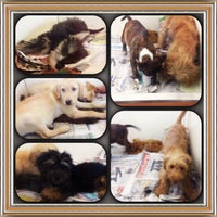 the pet center lower hutt