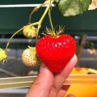 エコファームうちこ Farm