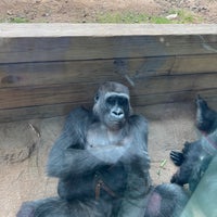 Photo taken at Gorilla Exhibit by Lelio Y. on 12/27/2021