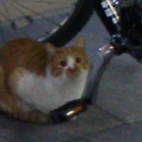 ファミリーマート 高槻センター街店 136人の訪問者 から 3個のtips 件