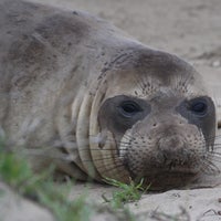Photo taken at Año Nuevo State Park by Simon W. on 1/7/2022