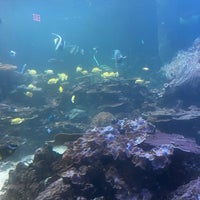 Foto scattata a Gulfarium Marine Adventure Park da Doree T. il 3/14/2024