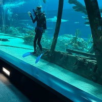 Photo prise au Texas State Aquarium par Doree T. le3/10/2023