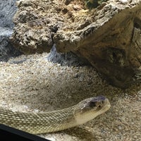 Photo taken at Serpentario del Zoológico de Chapultepec by Panterita A. on 4/24/2016