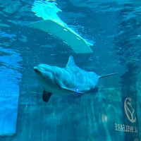 5/29/2023 tarihinde Kerry 🐶 F.ziyaretçi tarafından Clearwater Marine Aquarium'de çekilen fotoğraf