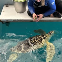 5/29/2023 tarihinde Kerry 🐶 F.ziyaretçi tarafından Clearwater Marine Aquarium'de çekilen fotoğraf