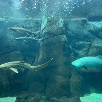 Das Foto wurde bei Waikiki Aquarium von Kerry 🐶 F. am 11/27/2022 aufgenommen