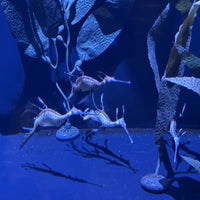 Foto scattata a Waikiki Aquarium da Kerry 🐶 F. il 11/27/2022