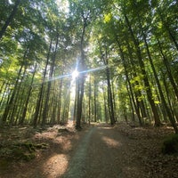 Photo taken at Forêt de Soignes / Zoniënwoud by Olivier V. on 6/11/2023