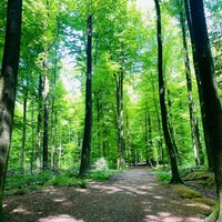 Photo taken at Forêt de Soignes / Zoniënwoud by Olivier V. on 5/18/2023