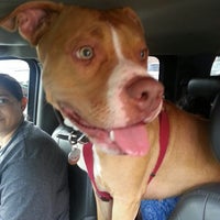 petsmart elston banfield