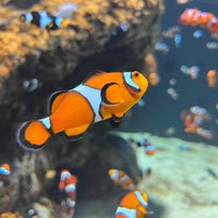 Das Foto wurde bei OdySea Aquarium von Eve K. am 4/18/2022 aufgenommen