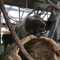 Photo taken at Regenstein Center for African Apes by Ryan S. on 4/5/2018
