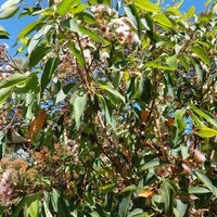 Foto tirada no(a) Australian National Botanic Gardens por Daniel W. em 2/6/2022